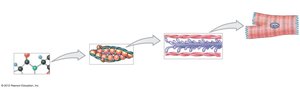 Levels of organization from molecules to muscle cell