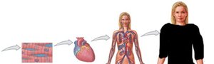 Levels of organization from tissue to organism