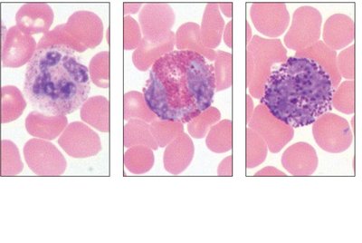 Granulocyte types: neutrophil, eosinophil, basophil