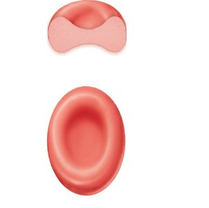 Erythrocyte structure