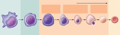 Erythropoiesis developmental pathway