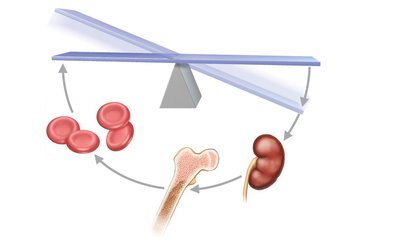 Regulation of erythropoiesis