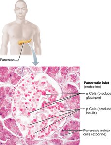 Pancreatic islet histology and cell types