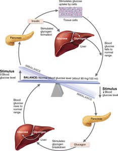 Blood glucose regulation by insulin and glucagon