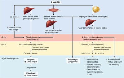 Pathophysiology and symptoms of diabetes mellitus