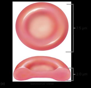Hemoglobin structure and heme group