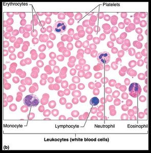 Granulocytes and agranulocytes