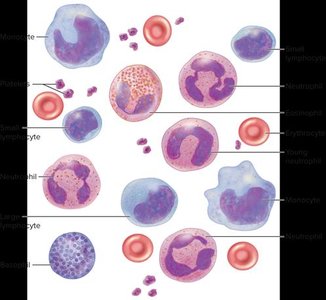 Types of leukocytes in blood smear