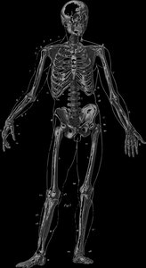 Human skeleton