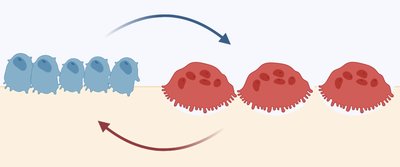 Osteoblasts and osteoclasts activity