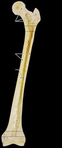 Long bone structure