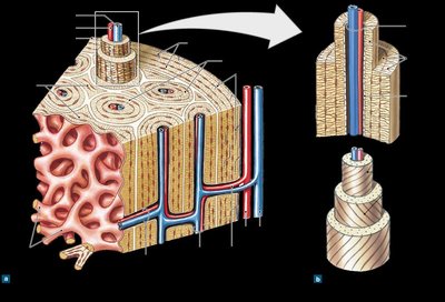 Compact bone structure and osteons