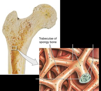Trabeculae of spongy bone