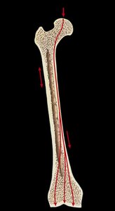 Long bone showing compact and spongy bone distribution
