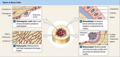 Types of bone cells