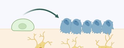 Osteogenic cell to osteoblasts