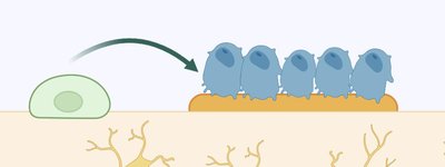 Osteoblasts forming bone matrix