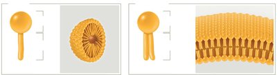 Micelle and phospholipid bilayer
