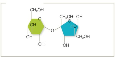 Disaccharide with glycosidic bond