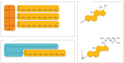 Types of lipids