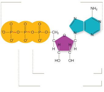 ATP structure