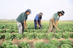 Agricultural workers exposed to irritants