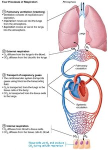Diagram of the four processes of respiration