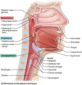 Structures of the pharynx and larynx