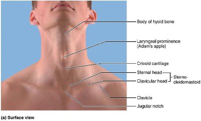 Anterior view of the larynx