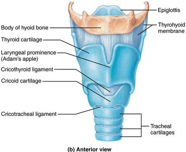 Posterior view of the larynx