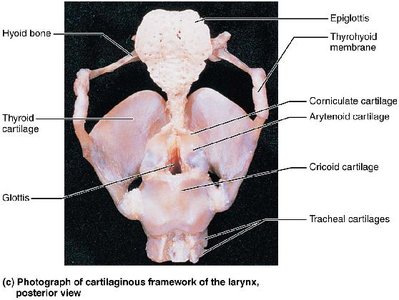 Sagittal section of the larynx