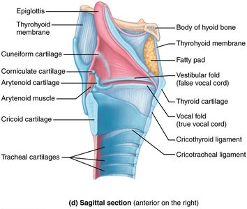 Vocal folds in closed and open positions