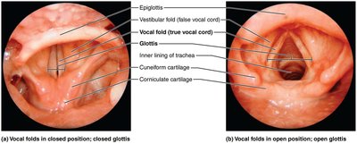 Movements of the vocal folds