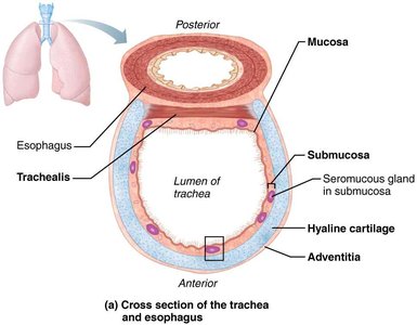Cross section of the trachea and esophagus