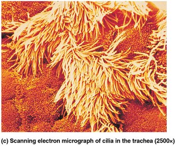 Scanning electron micrograph of cilia in the trachea