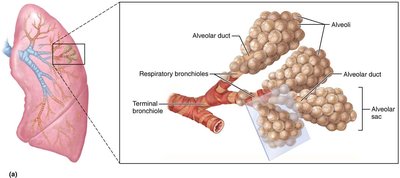 Respiratory zone structures