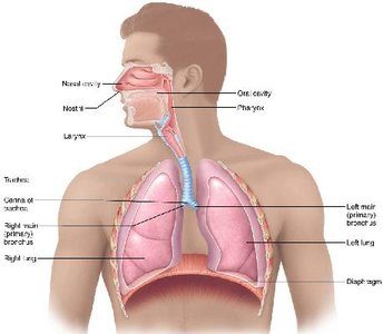 Major respiratory organs in relation to surrounding structures