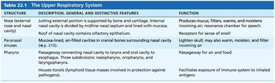 Table of the upper respiratory system
