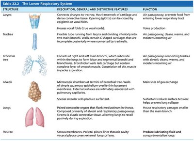 Table of the lower respiratory system