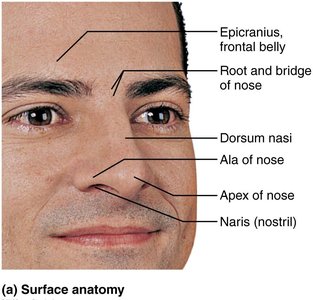 External nose anatomy