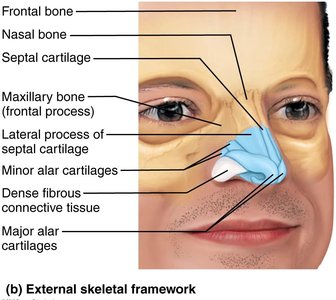 External nose structure