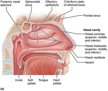 Nasal cavity anatomy