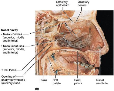 Nasal cavity dissection