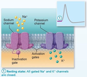 Resting state: All gated Na+ and K+ channels are closed.
