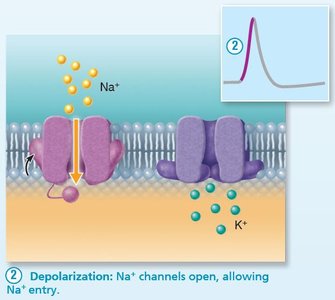 Depolarization: Na+ channels open, allowing Na+ entry.