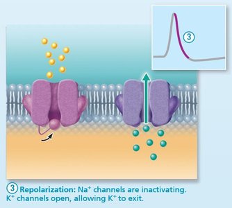 Repolarization: Na+ channels are inactivating, and K+ channels open.