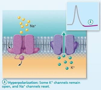 Hyperpolarization: Some K+ channels remain open, and Na+ channels reset.
