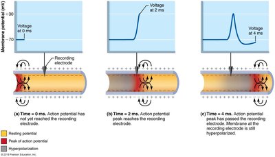 Propagation of an action potential along an axon.