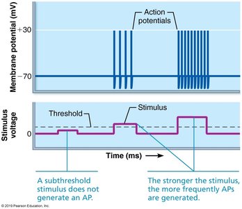 Relationship between stimulus strength and action potential frequency.