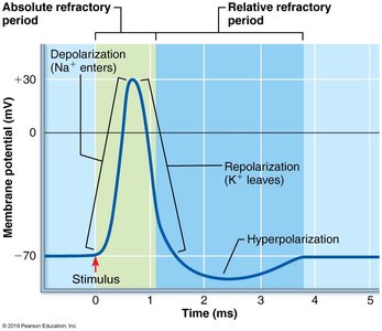 Absolute and relative refractory periods in an action potential.